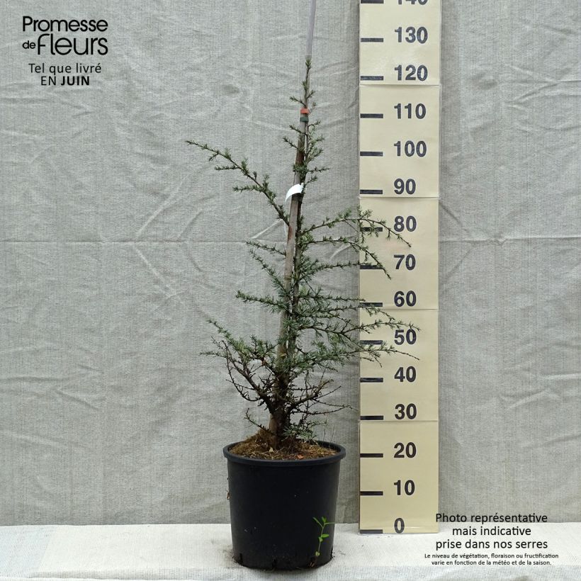 Cedrus libani subsp. atlantica Horstmanns Silberspitz - Cedro del Libano Vaso da 12L/15L esemplare consegnato in primavera