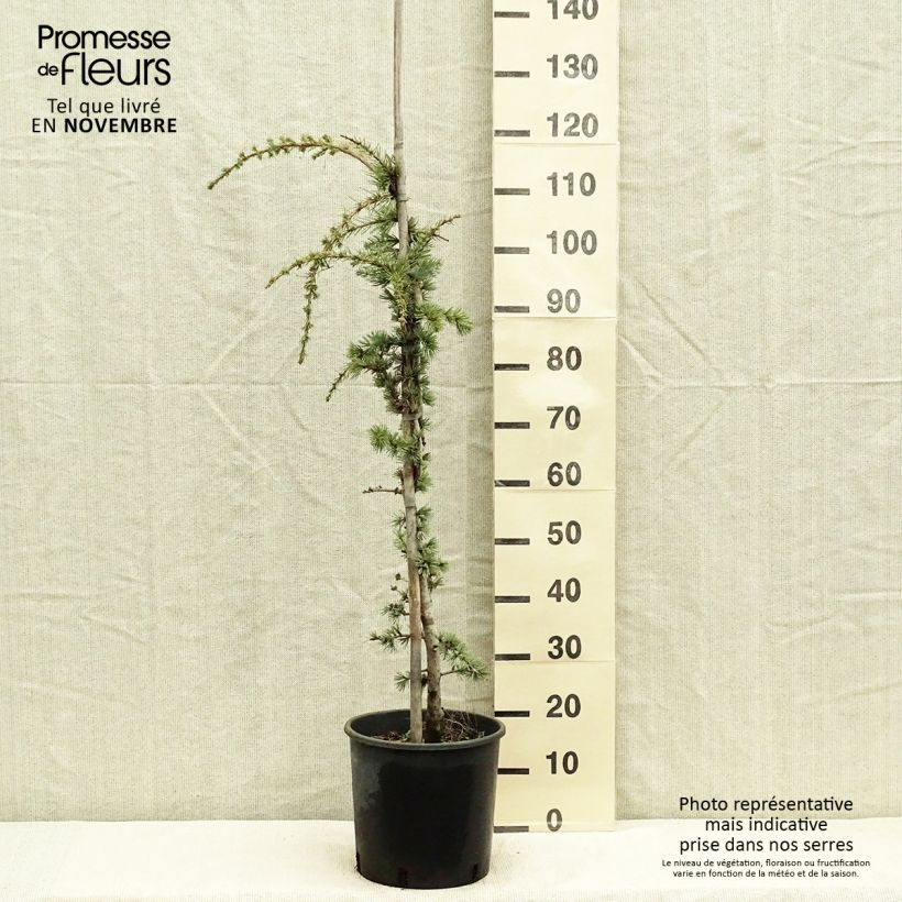 Esemplare di Cedrus libani Atlantica Pendula - Cedro del Libano Vaso da 7,5L/10L come consegnato in autunno