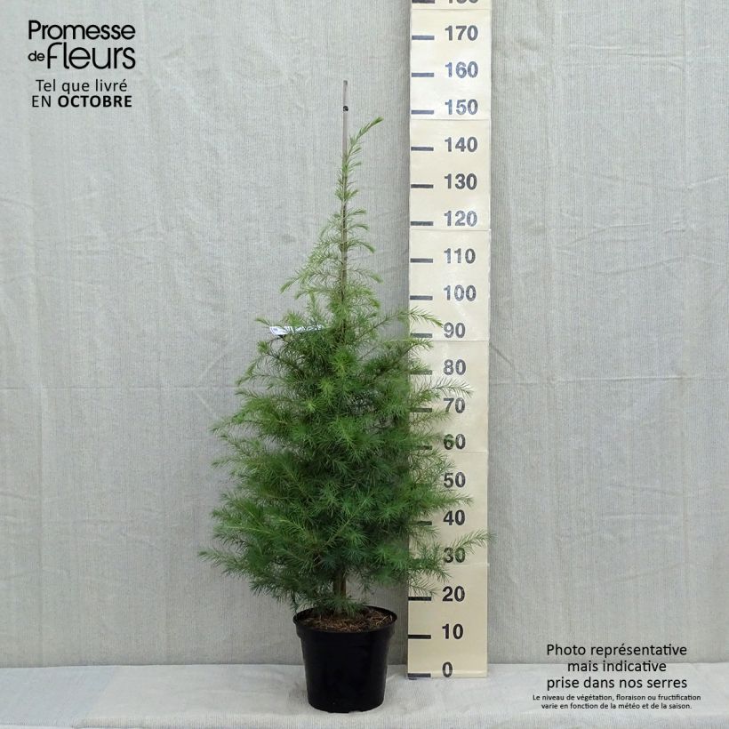 Esemplare di Cedrus deodara - Cedro dell'Himalaya Vaso da 12L/15L come consegnato in autunno