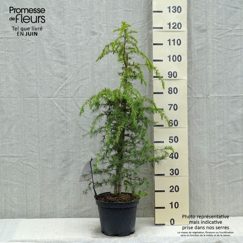 Cedrus deodara - Cedro dell'Himalaya Vaso da 12L/15L esemplare consegnato in primavera