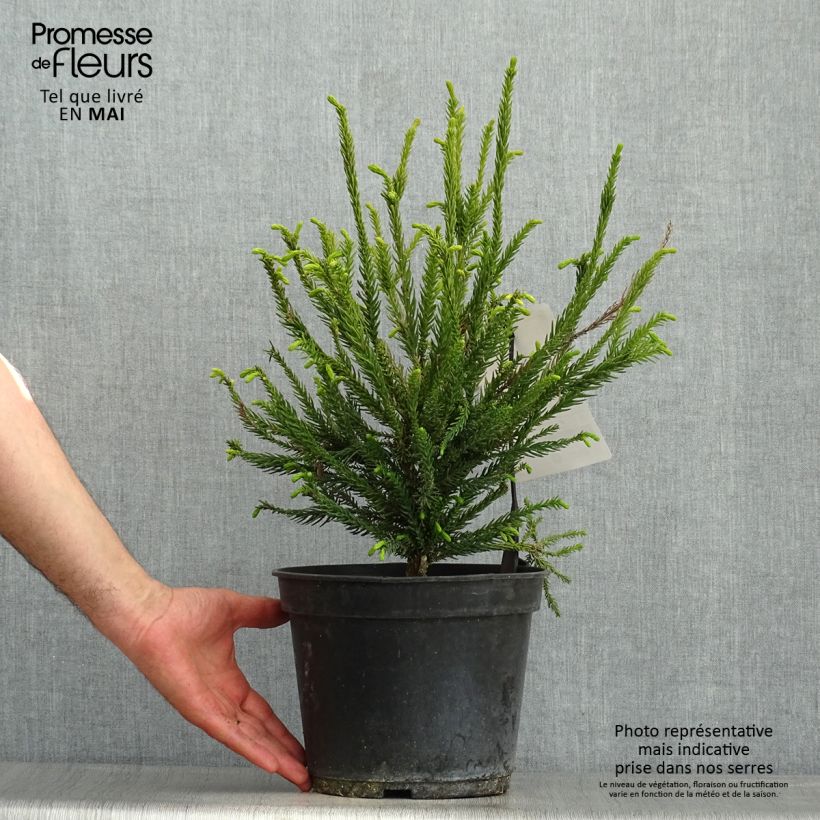 Cryptomeria japonica Araucarioides - Cedro del Giappone Vaso da 4L/5L esemplare consegnato in primavera