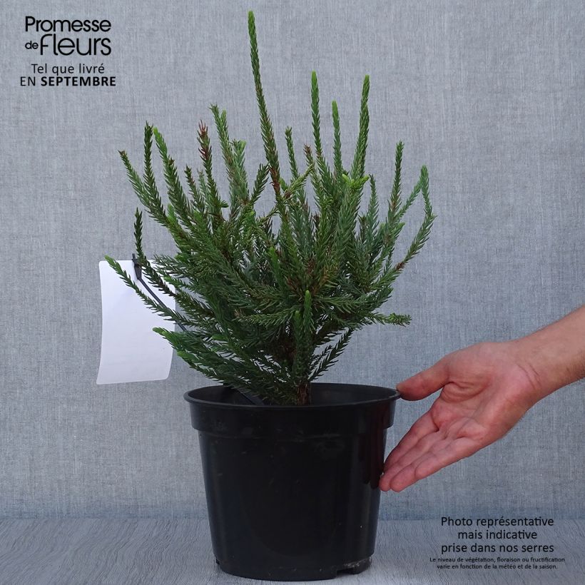 Esemplare di Cryptomeria japonica Araucarioides - Cedro del Giappone Vaso da 4L/5L come consegnato in autunno