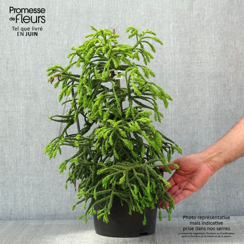 Cryptomeria japonica Spiralis - Cedro del Giappone Vaso da 4L/5L esemplare consegnato in primavera