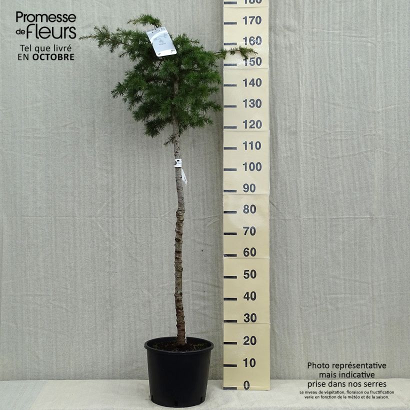 Esemplare di Cedrus libani - Cedro del Libano Vaso da 7,5L/10L come consegnato in autunno