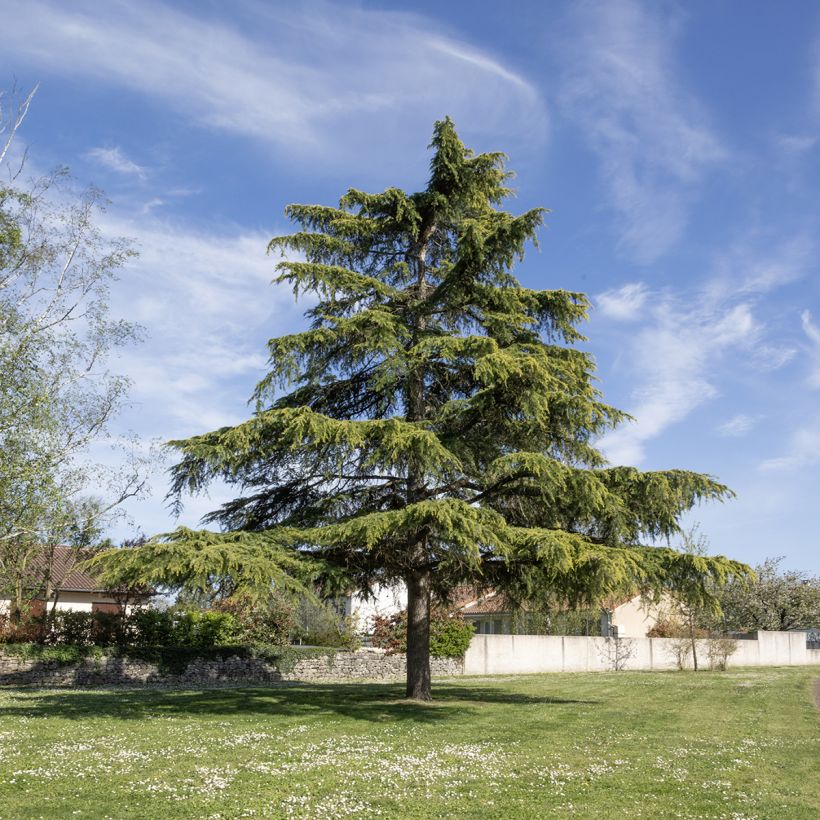Cedrus deodara (semi) - Cedro dell'Himalaya (Porto)