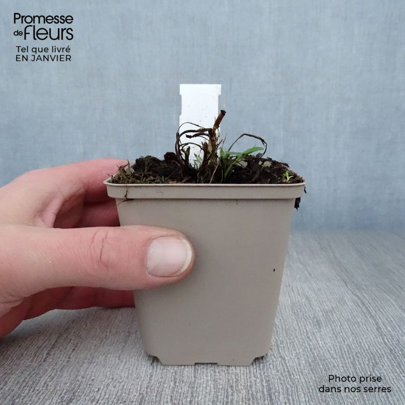 Centaurea atropurpurea - Fiordaliso Vasetto da 8/9 cm esemplare consegnato in inverno