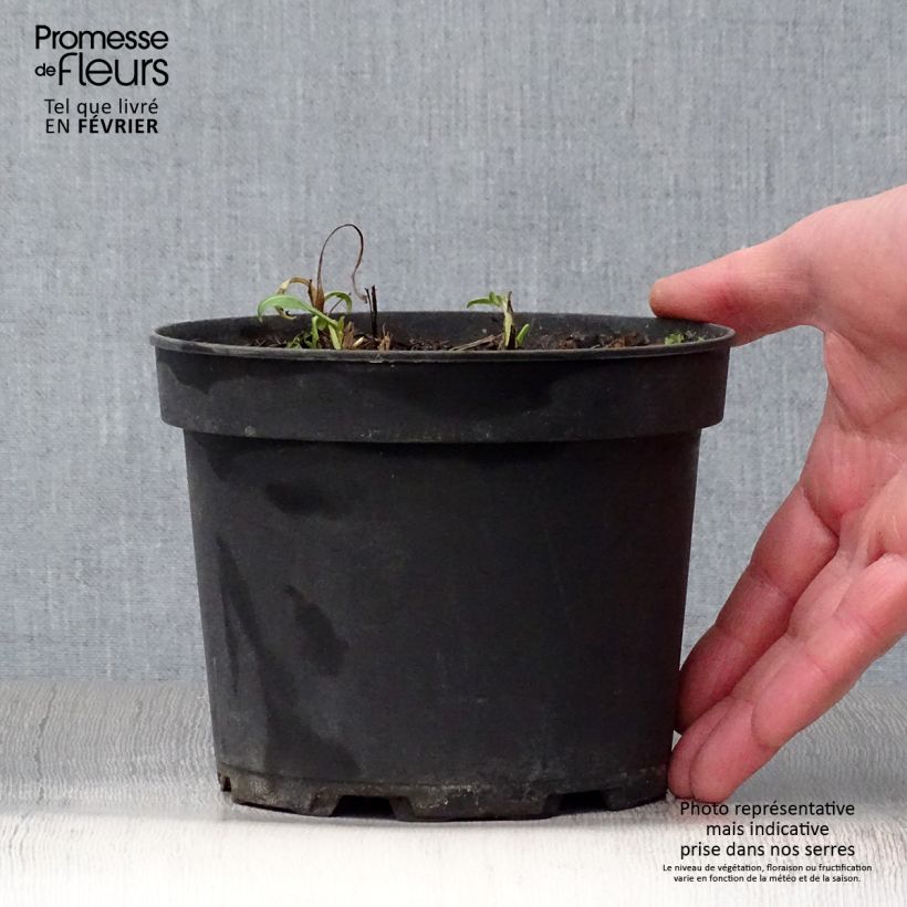 Centaurea atropurpurea - Fiordaliso Vaso da 2L/3L esemplare consegnato in inverno