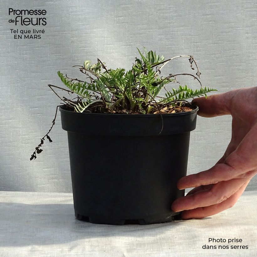 Centaurea atropurpurea - Fiordaliso Vasetto da 8/9 cm esemplare consegnato in primavera