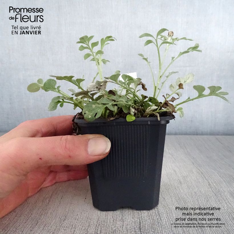 Centaurea bella - Fiordaliso Vasetto da 8/9 cm esemplare consegnato in inverno