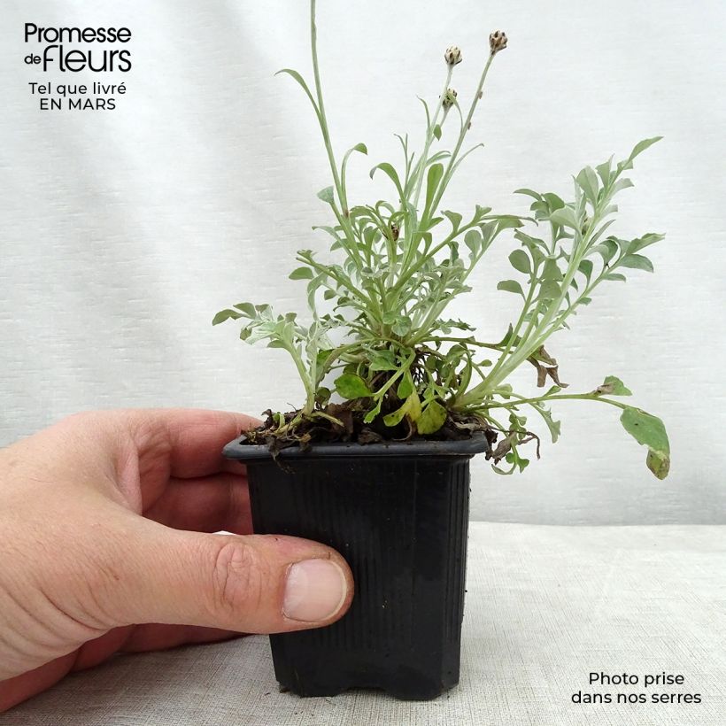 Centaurea bella - Fiordaliso Vasetto da 8/9 cm esemplare consegnato in primavera