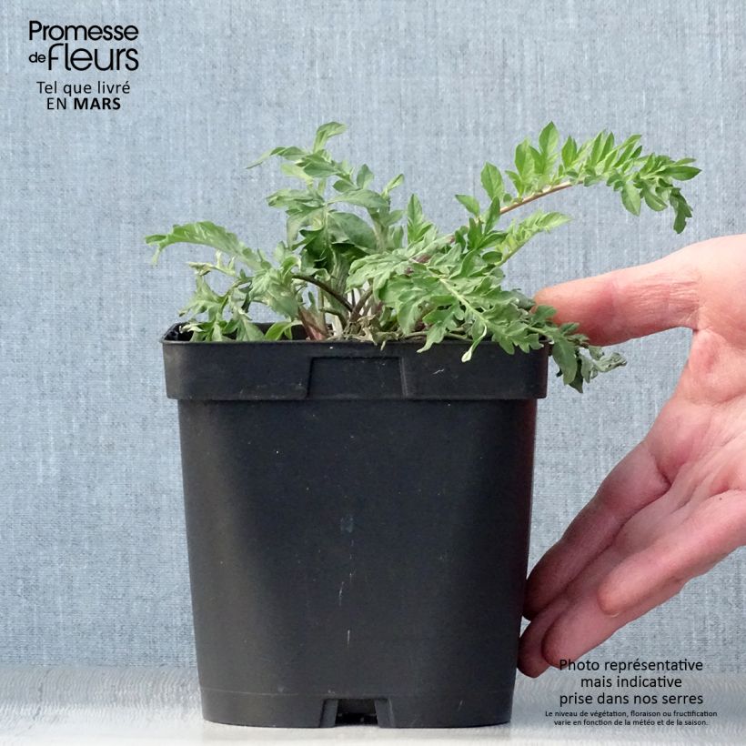 Centaurea dealbata - Fiordaliso Vaso da 2L/3L esemplare consegnato in primavera