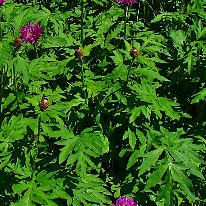 Centaurea dealbata Stenbeergii - Fiordaliso (Fogliame)