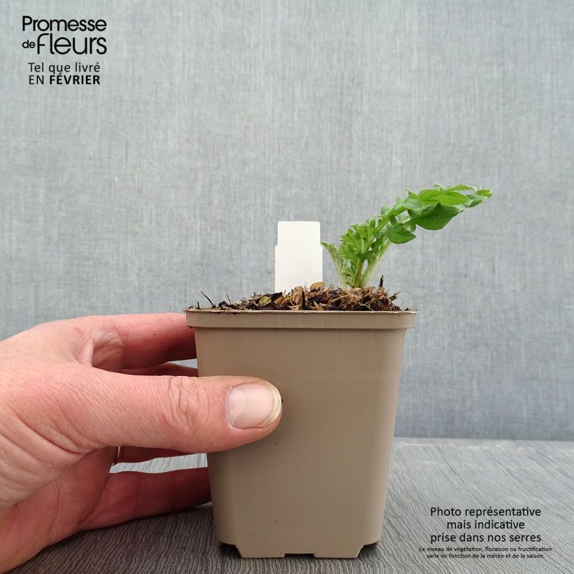 Centaurea dealbata Stenbeergii - Fiordaliso Vasetto da 8/9 cm esemplare consegnato in inverno