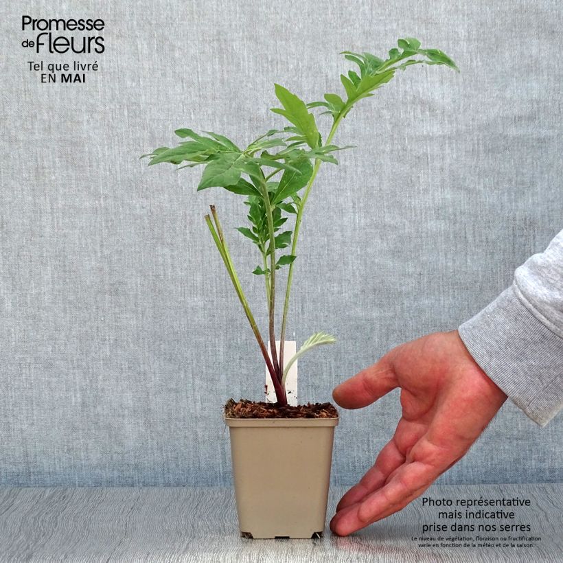 Centaurea dealbata Stenbeergii - Fiordaliso Vasetto da 8/9 cm esemplare consegnato in primavera