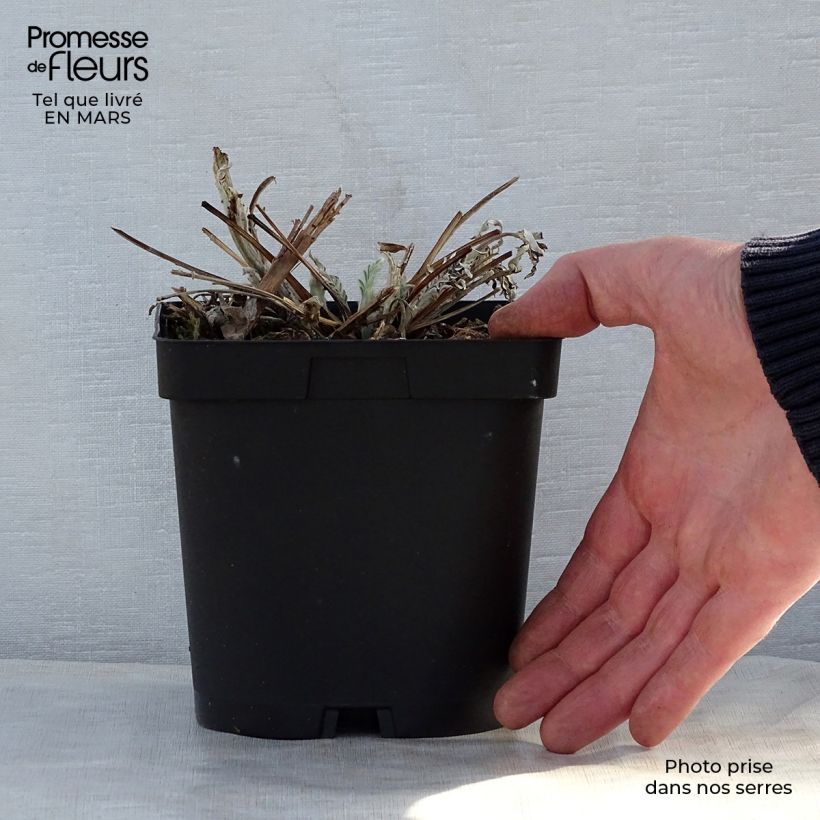 Centaurea dealbata Stenbeergii - Fiordaliso Vaso da 2L/3L esemplare consegnato in primavera