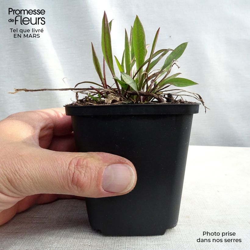 Centaurea jacea - Fiordaliso stoppione Vasetto da 8/9 cm esemplare consegnato in primavera