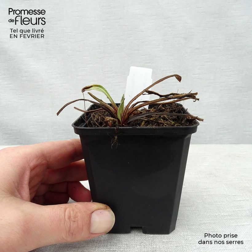 Centaurea macrocephala - Fiordaliso Vasetto da 8/9 cm esemplare consegnato in inverno