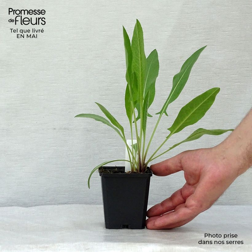 Centaurea macrocephala - Fiordaliso Vasetto da 8/9 cm esemplare consegnato in primavera