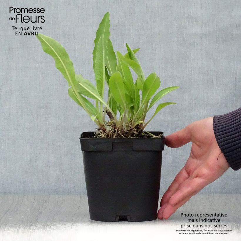 Centaurea macrocephala - Fiordaliso Vaso da 2L/3L esemplare consegnato in primavera