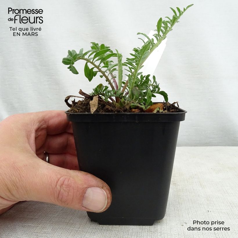 Centaurea orientalis - Fiordaliso Vasetto da 8/9 cm esemplare consegnato in primavera