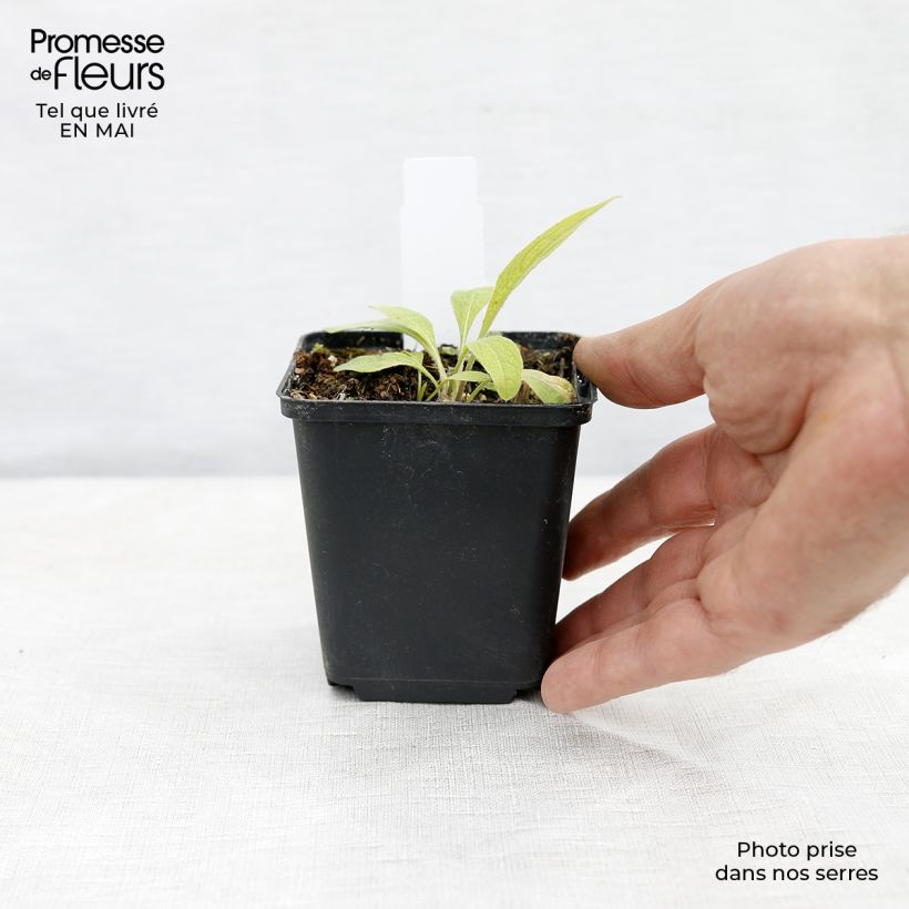 Centaurea montana Caramia - Fiordaliso montano Vasetto da 8/9 cm esemplare consegnato in primavera