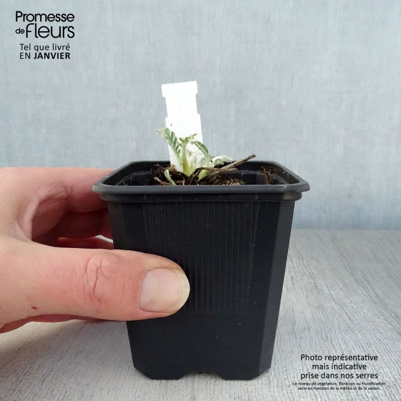 Centaurea hypoleuca John Coutts - Fiordaliso Vasetto da 8/9 cm esemplare consegnato in inverno