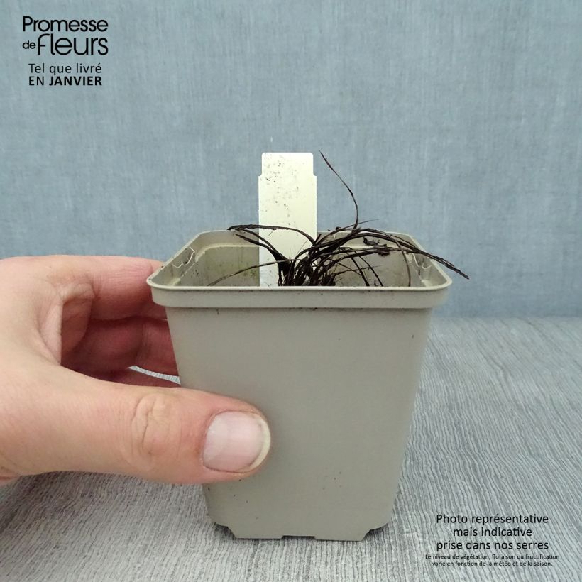 Centaurea pulcherrima - Fiordaliso Vasetto da 8/9 cm esemplare consegnato in inverno