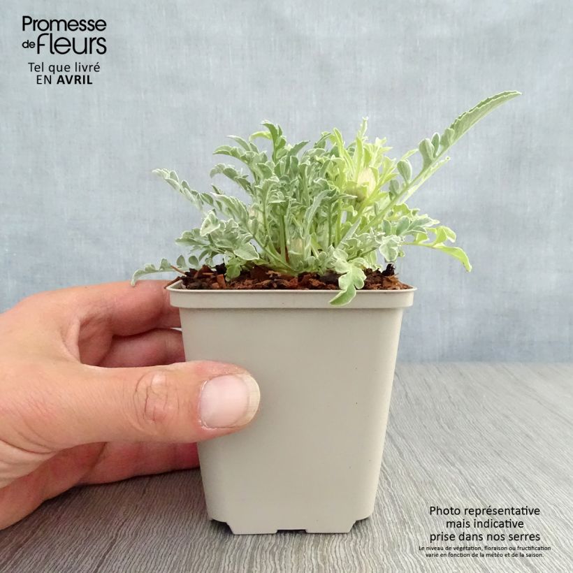 Centaurea pulcherrima - Fiordaliso Vasetto da 8/9 cm esemplare consegnato in primavera