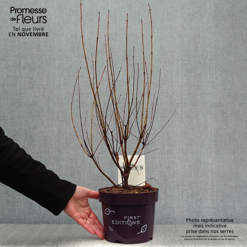 Esemplare di Cephalanthus occidentalis Fiber Optics Vaso da 3L/4L come consegnato in autunno