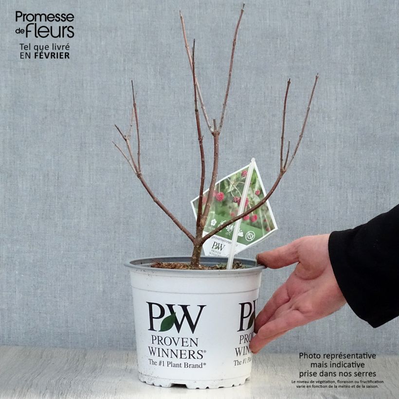 Cephalanthus occidentalis Sugar Shack Vaso da 2L/3L esemplare consegnato in inverno