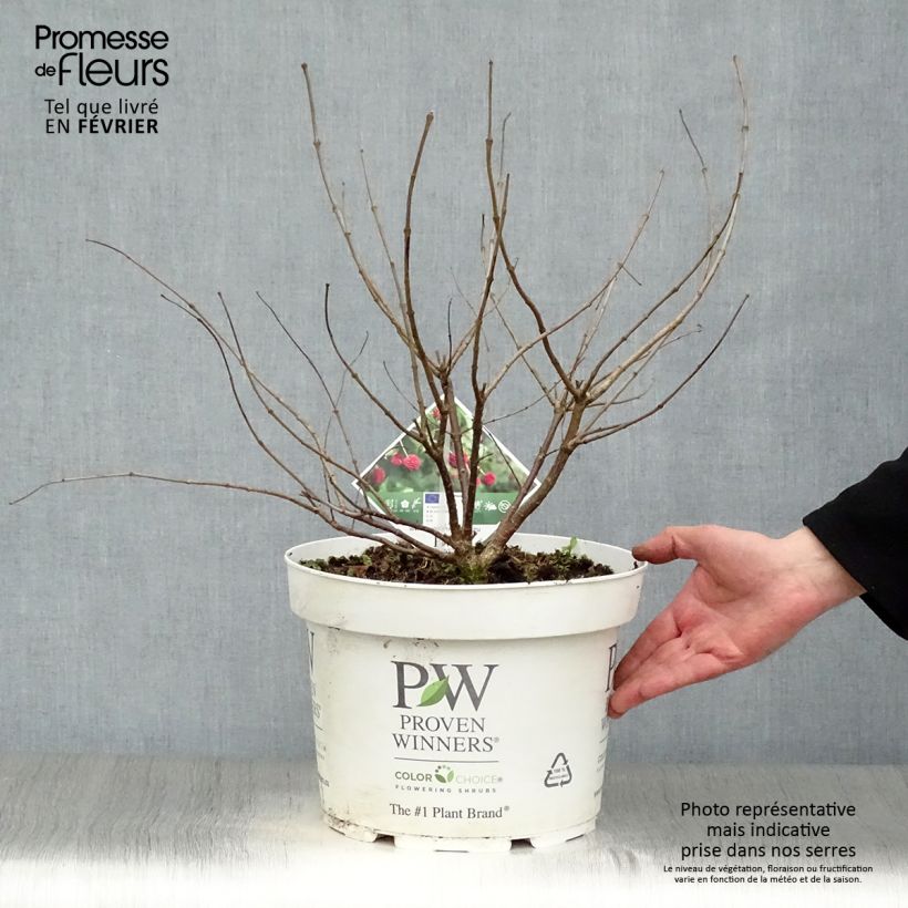 Cephalanthus occidentalis Sugar Shack Vaso da 7,5L/10L esemplare consegnato in inverno