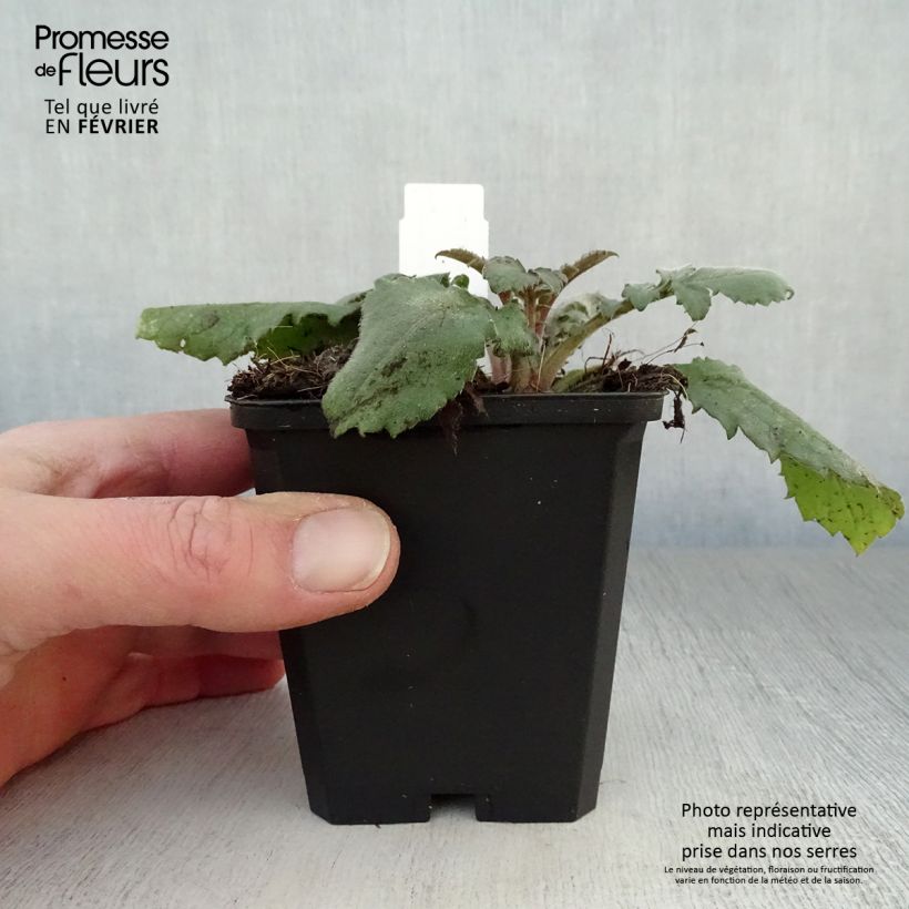 Cephalaria gigantea - Vedovina gigante Vasetto da 8/9 cm esemplare consegnato in inverno