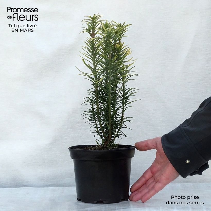 Cephalotaxus harringtonia Korean Gold Vaso da 2L/3L esemplare consegnato in inverno