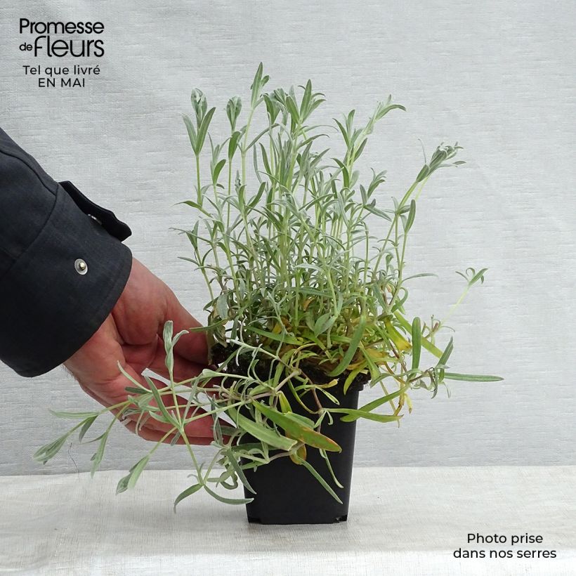 Cerastium biebersteinii - Cerastio Vasetto da 8/9 cm esemplare consegnato in primavera