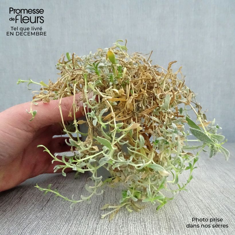 Cerastium biebersteinii - Cerastio Vasetto da 8/9 cm esemplare consegnato in inverno