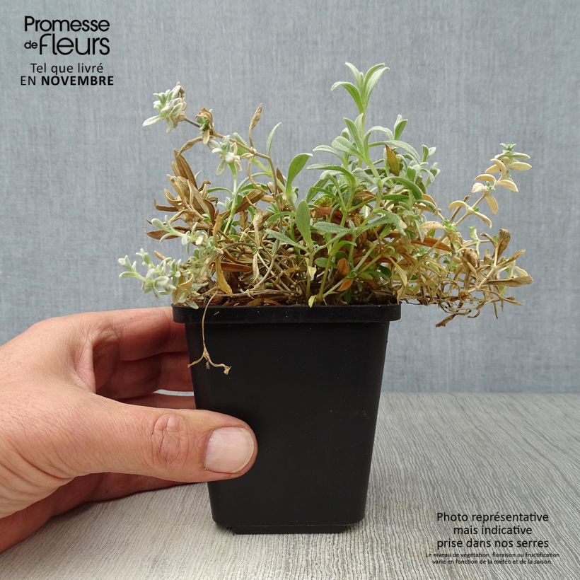 Esemplare di Cerastium tomentosum Yo Yo - Peverina tomentosa Vasetto da 8/9 cm come consegnato in autunno