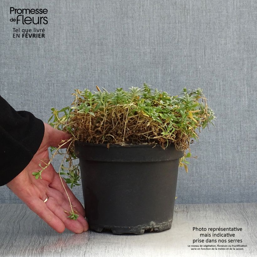 Cerastium tomentosum Yo Yo - Peverina tomentosa Vaso da 2L/3L esemplare consegnato in inverno