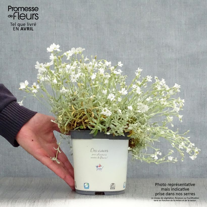 Cerastium tomentosum Yo Yo - Peverina tomentosa Vaso da 2L/3L esemplare consegnato in primavera