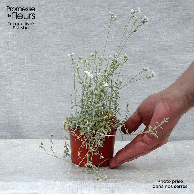 Cerastium tomentosum Yo Yo - Peverina tomentosa Vasetto da 8/9 cm esemplare consegnato in primavera