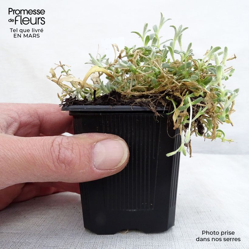 Cerastium tomentosum var. columnae - Peverina tomentosa Vasetto da 8/9 cm esemplare consegnato in inverno