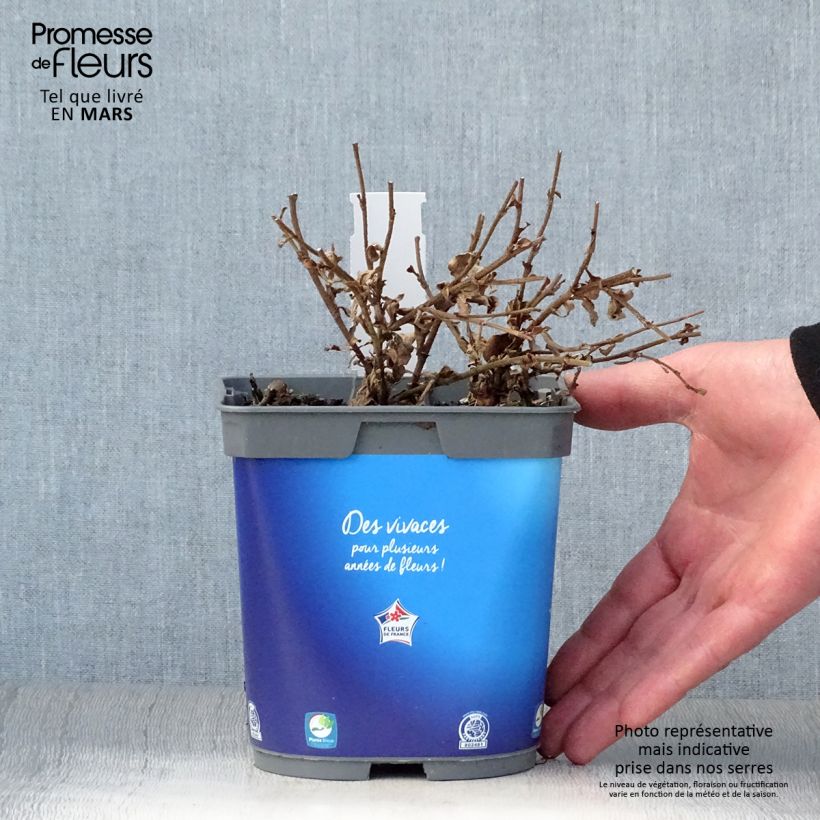 Ceratostigma griffithii Vaso da 2L/3L esemplare consegnato in primavera