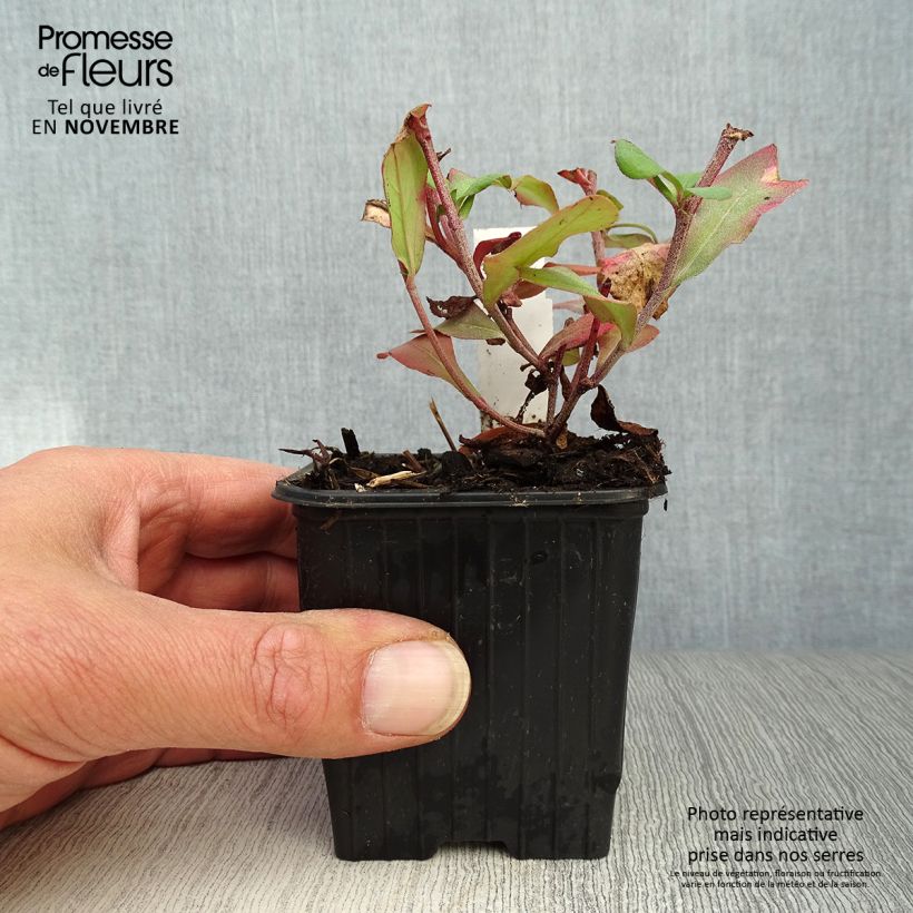 Esemplare di Ceratostigma plumbaginoides - Plumbago blu Vasetto da 8/9 cm come consegnato in autunno