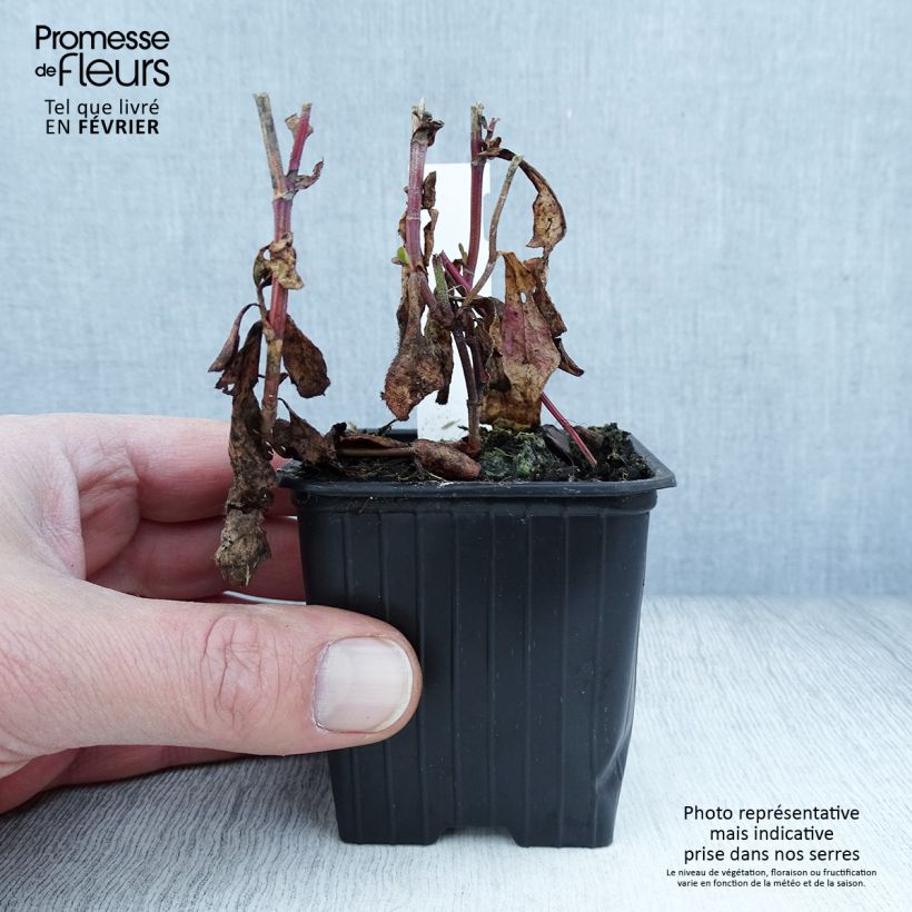 Ceratostigma plumbaginoides - Plumbago blu Vasetto da 8/9 cm esemplare consegnato in inverno