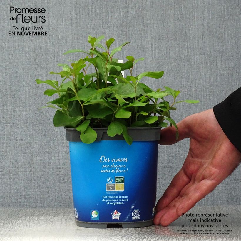 Esemplare di Ceratostigma plumbaginoides - Plumbago blu Vaso da 2L/3L come consegnato in autunno