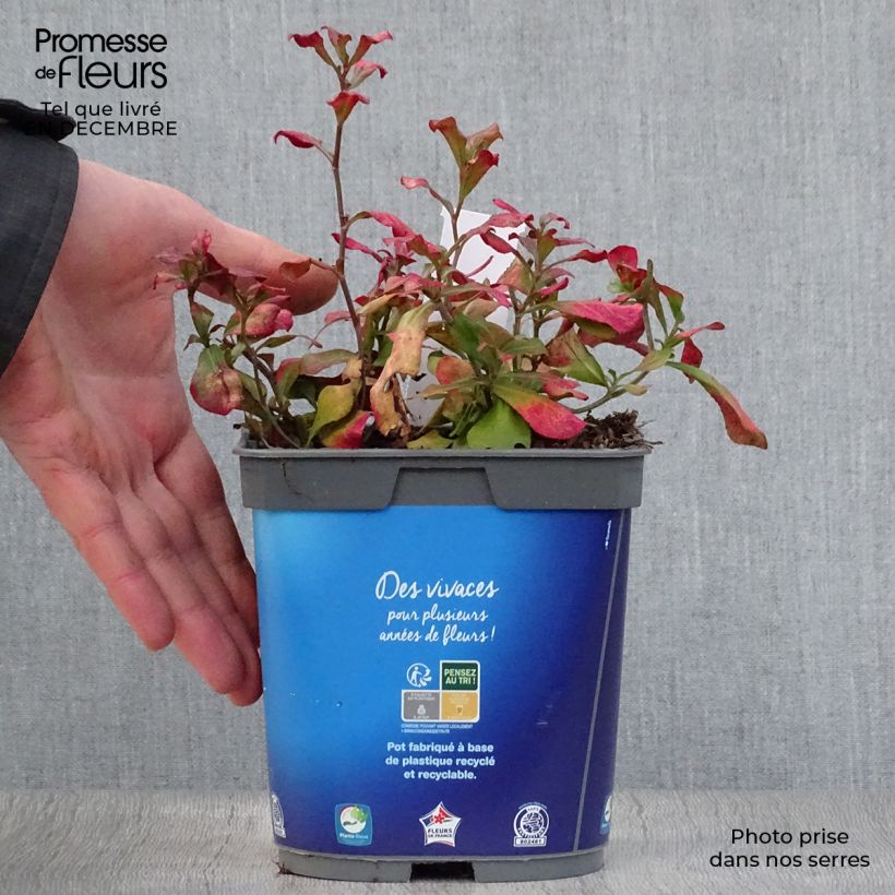 Ceratostigma plumbaginoides - Plumbago blu Vaso da 2L/3L esemplare consegnato in inverno