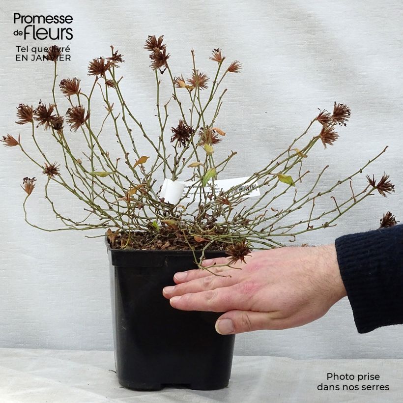 Ceratostigma willmottianum Forest Blue - Plumbago cinese Vaso da 2L/3L esemplare consegnato in inverno