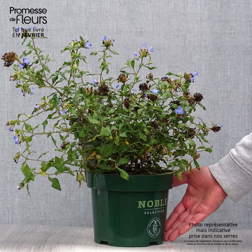 Esemplare di Ceratostigma willmottianum Forest Blue - Plumbago cinese Vaso da 2L/3L come consegnato in autunno