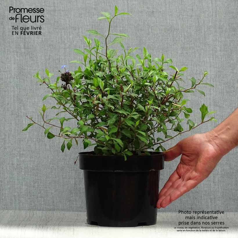 Esemplare di Ceratostigma willmottianum - Plumbago cinese Vaso da 2L/3L come consegnato in autunno