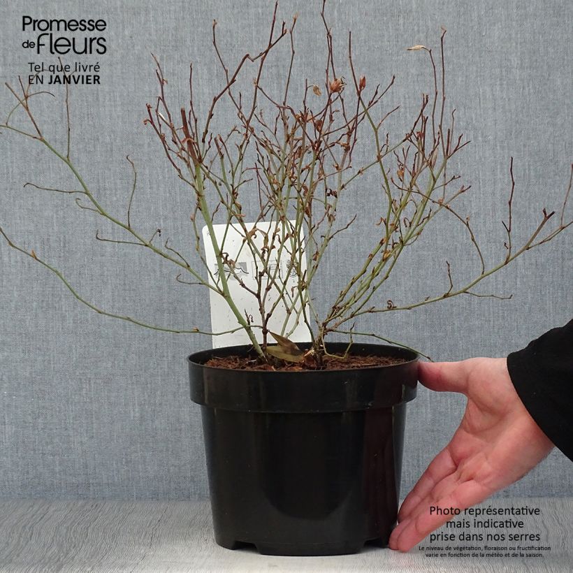 Ceratostigma willmottianum - Plumbago cinese Vaso da 2L/3L esemplare consegnato in inverno