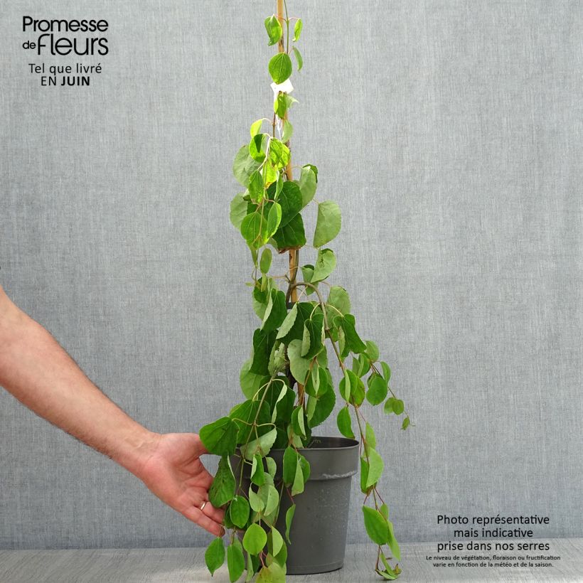 Cercidiphyllum japonicum Pendulum - Albero del caramello Vaso da 4L/5L esemplare consegnato in primavera